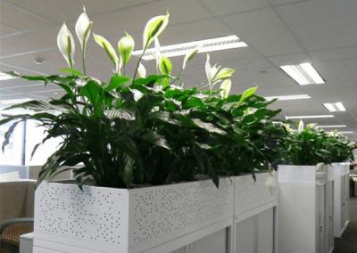 温江植物租摆——办公室一角